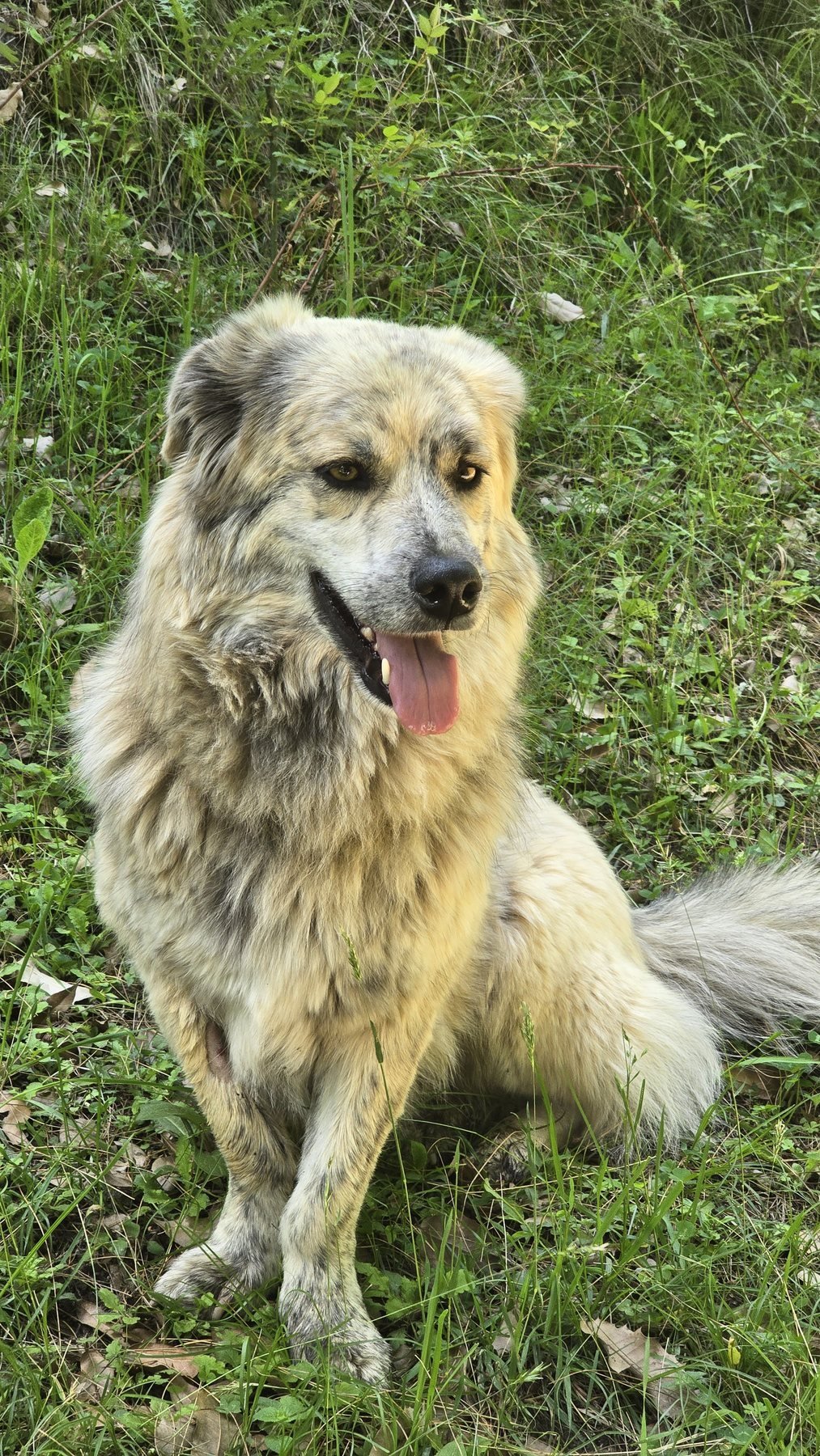 Mountain dog on the Majach route