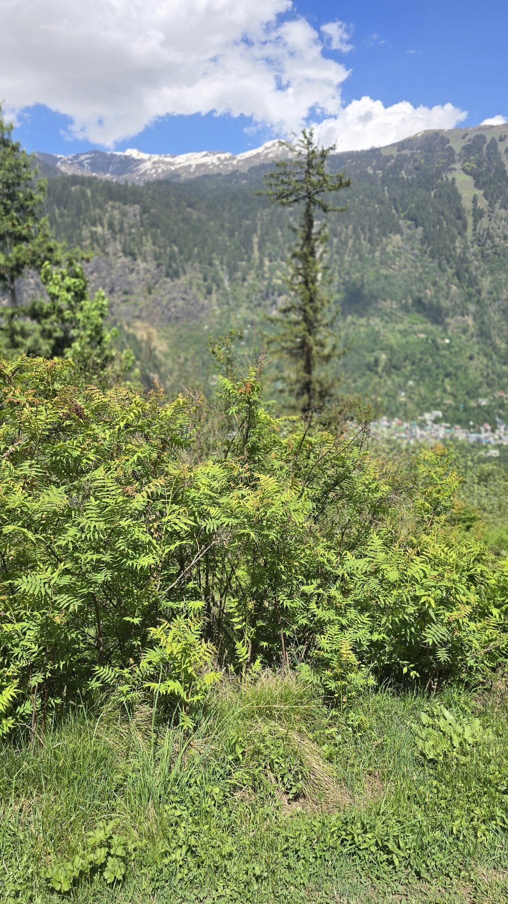 Wild plants on the Majach walk