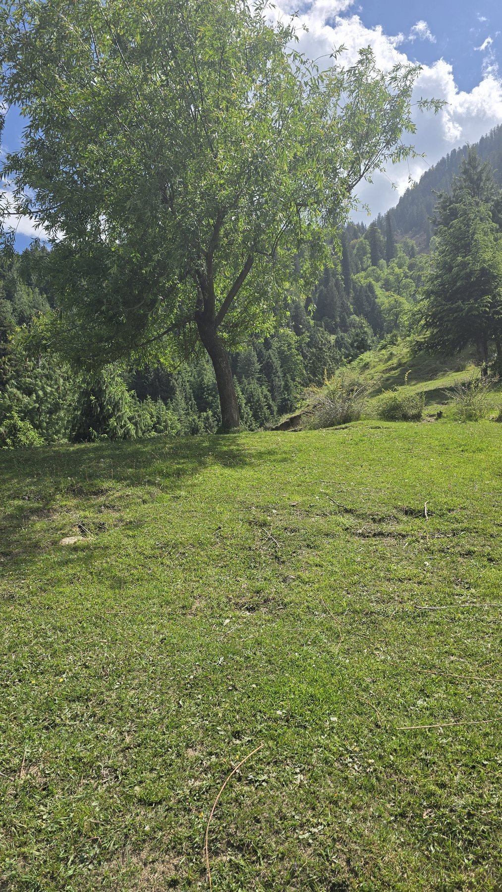 Green meadow on the Majach route