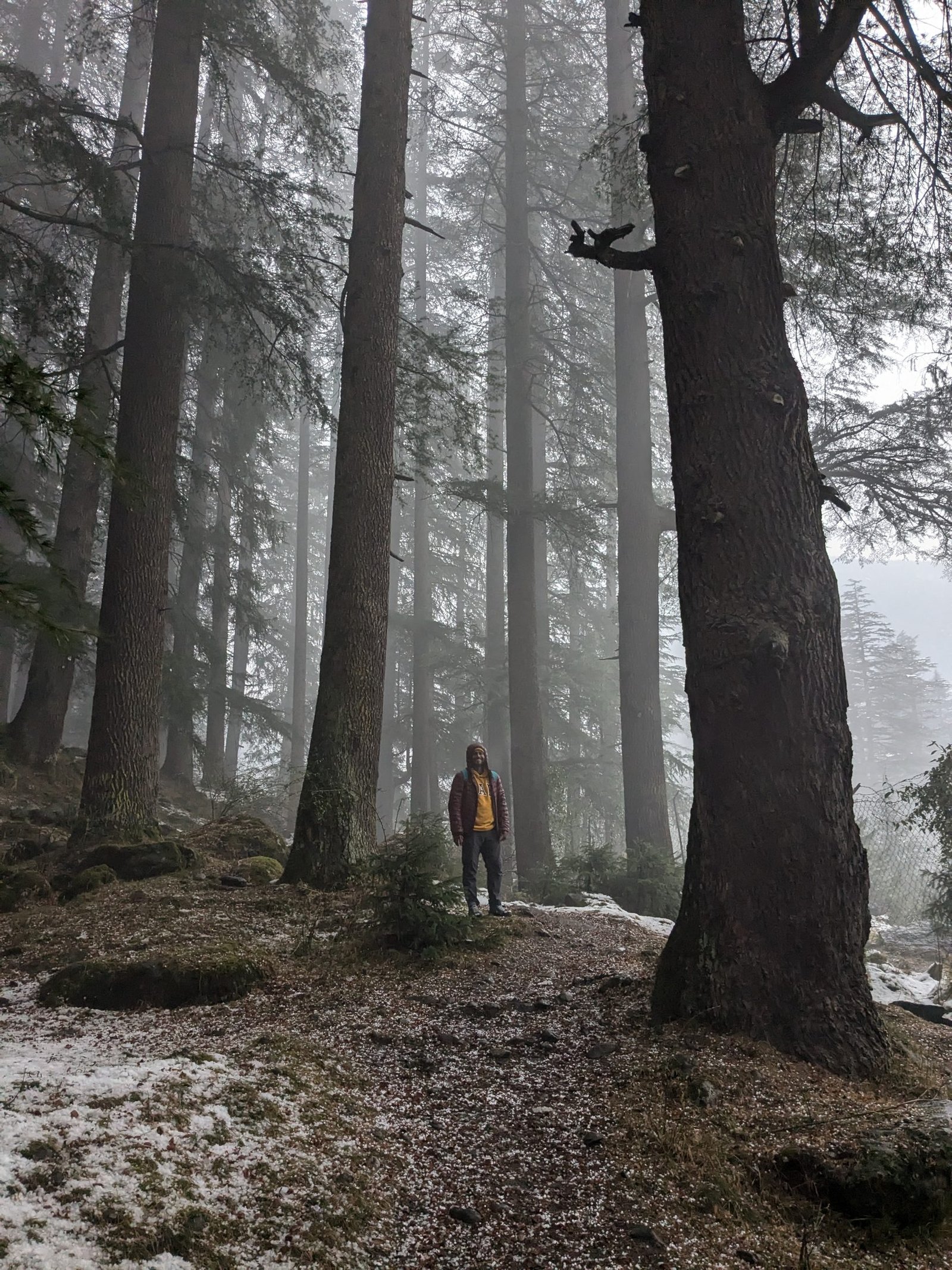 Walker among misty cedar trees near Manali